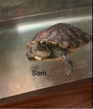 Enlarge Sam, a ADOPTABLE Red-Eared Slider in Berlin, CT image 1/2