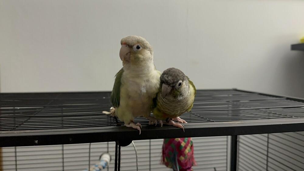 Enlarge Ash (to be adopted with best friend Peanut), a Adoptable Conure in Pittsburgh, PA image 1/2