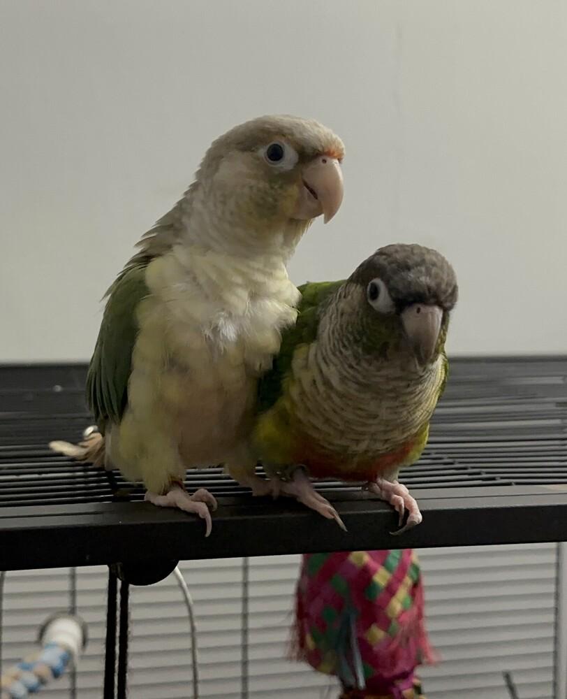 Enlarge Ash (to be adopted with best friend Peanut), a Adoptable Conure in Pittsburgh, PA image 2/2