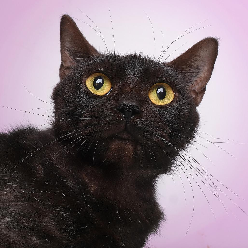 Shaki C, Adoptable, Young Female Domestic Short Hair.