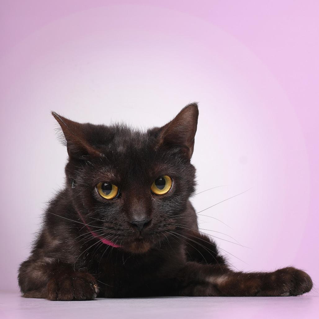 Shaki C, a Adoptable Domestic Short Hair in Guaynabo, PR image 2/2