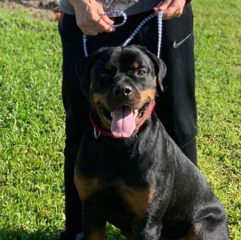 Billy Joel , Adopted, Adult Male Rottweiler.