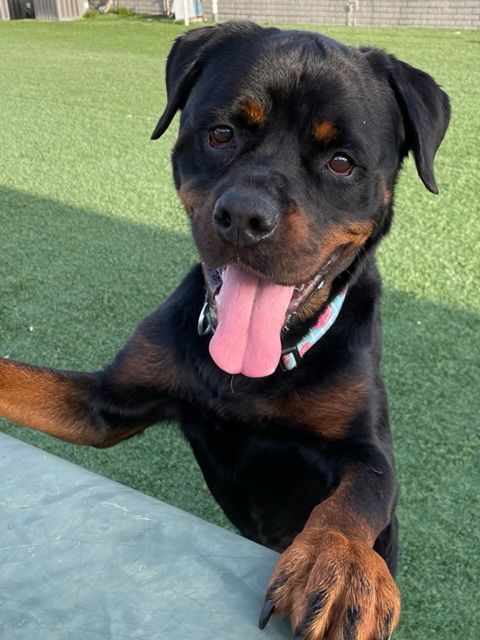 Enlarge Billy Joel , a Adopted Rottweiler in Boca Raton, FL image 2/10