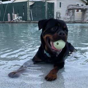 Enlarge Billy Joel , a Adopted Rottweiler in Boca Raton, FL image 3/10