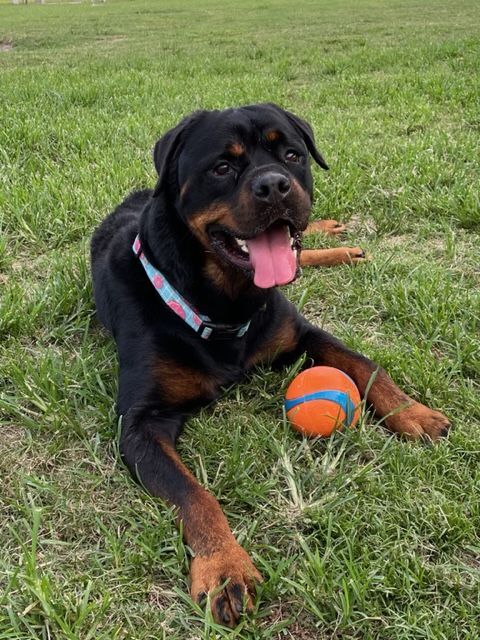 Enlarge Billy Joel , a Adopted Rottweiler in Boca Raton, FL image 4/10