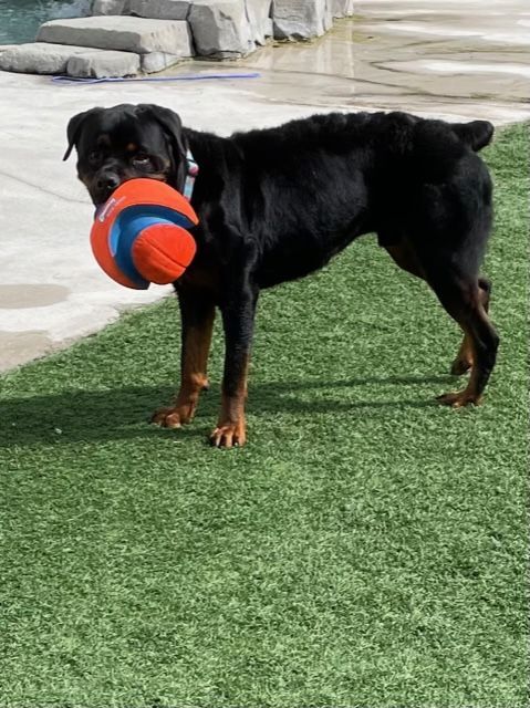 Enlarge Billy Joel , a Adopted Rottweiler in Boca Raton, FL image 5/10