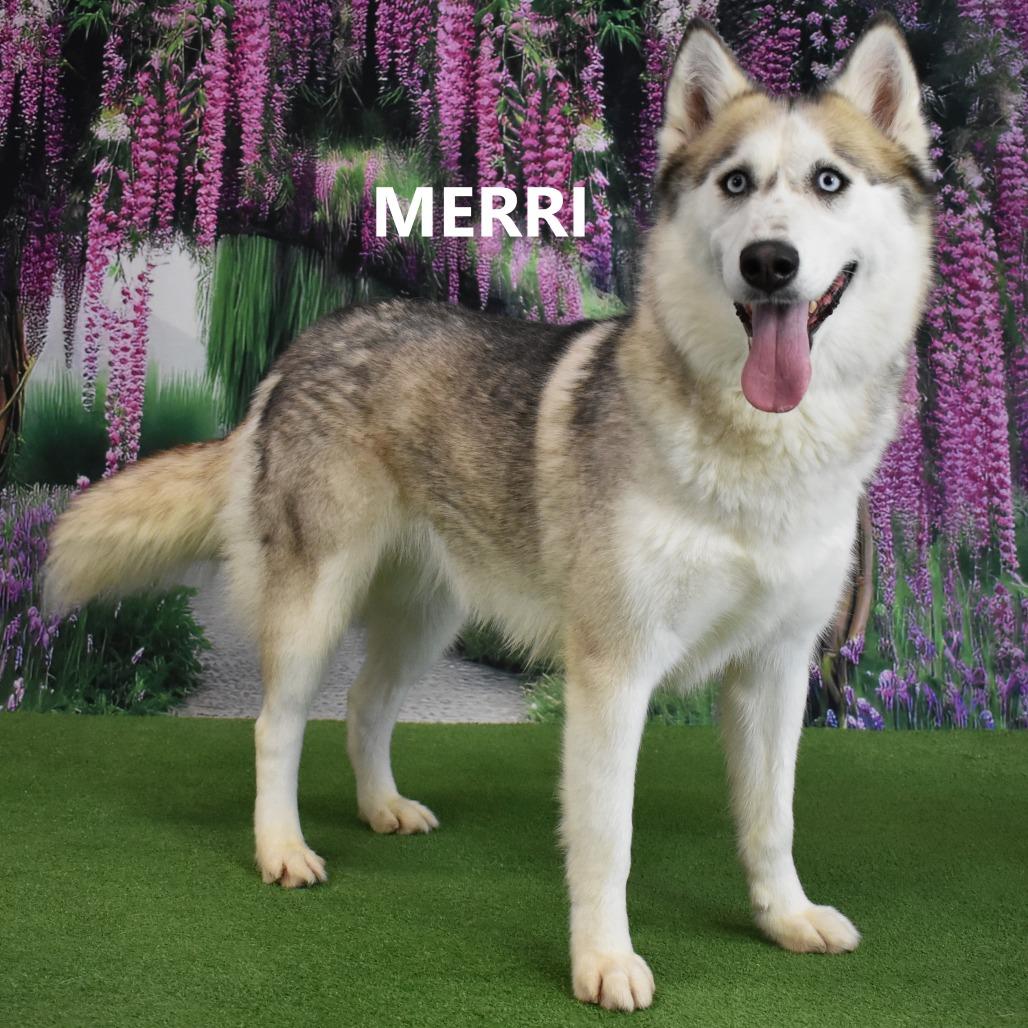 Merri, Adoptable, Adult Female Husky.