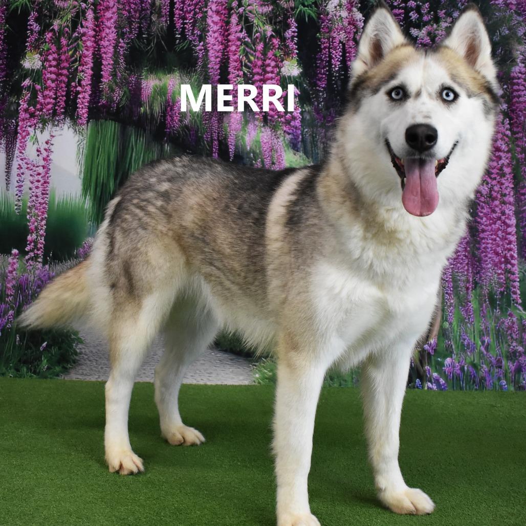 Enlarge Merri, a Adoptable Husky in Yuma, AZ image 2/5