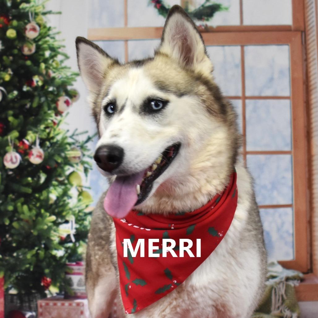 Enlarge Merri, a Adoptable Husky in Yuma, AZ image 3/5