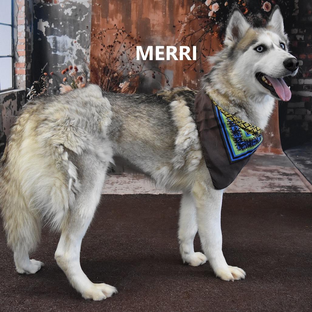 Enlarge Merri, a Adoptable Husky in Yuma, AZ image 4/5