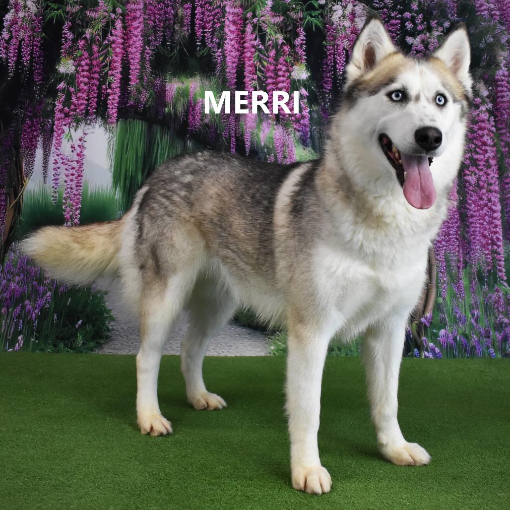 Enlarge Merri, a Adoptable Husky in Yuma, AZ image 5/5