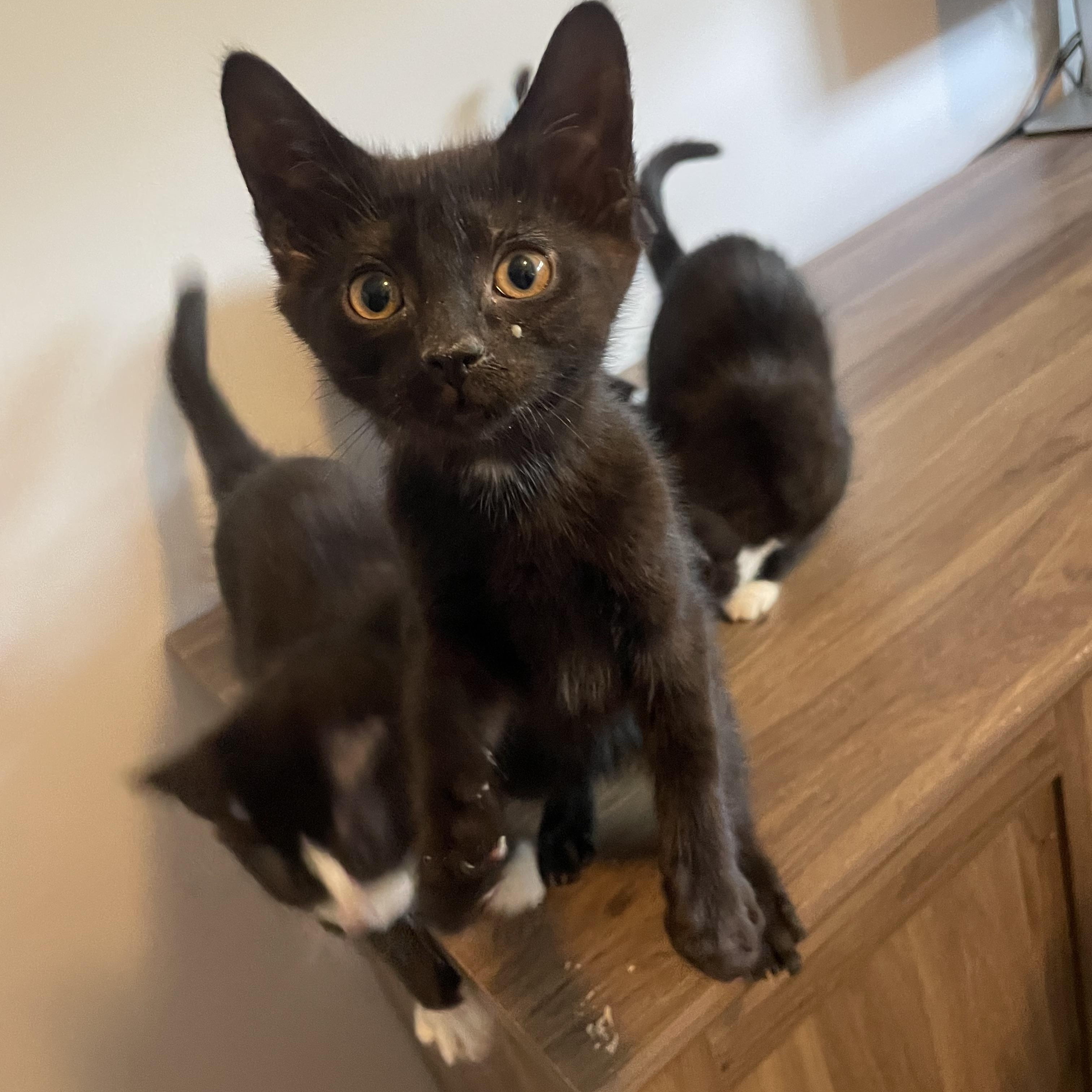 Thistle, Adopted, Kitten Male Domestic Short Hair.