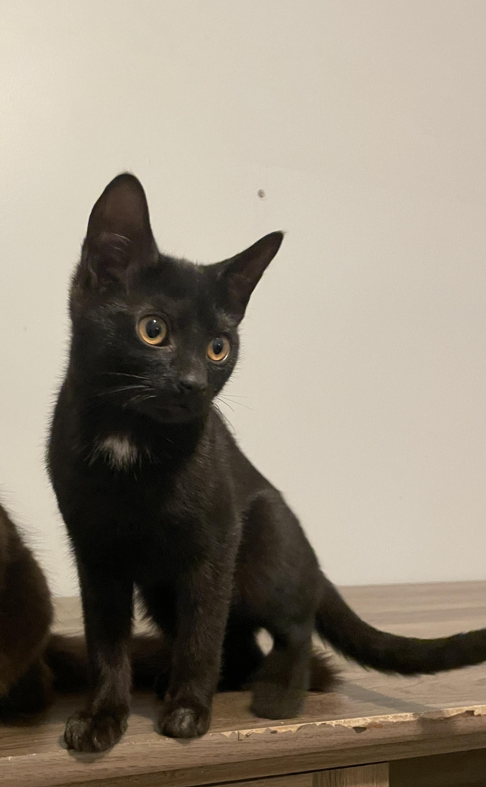 Enlarge Thistle, a Adopted Domestic Short Hair in Douglas, MA image 2/4