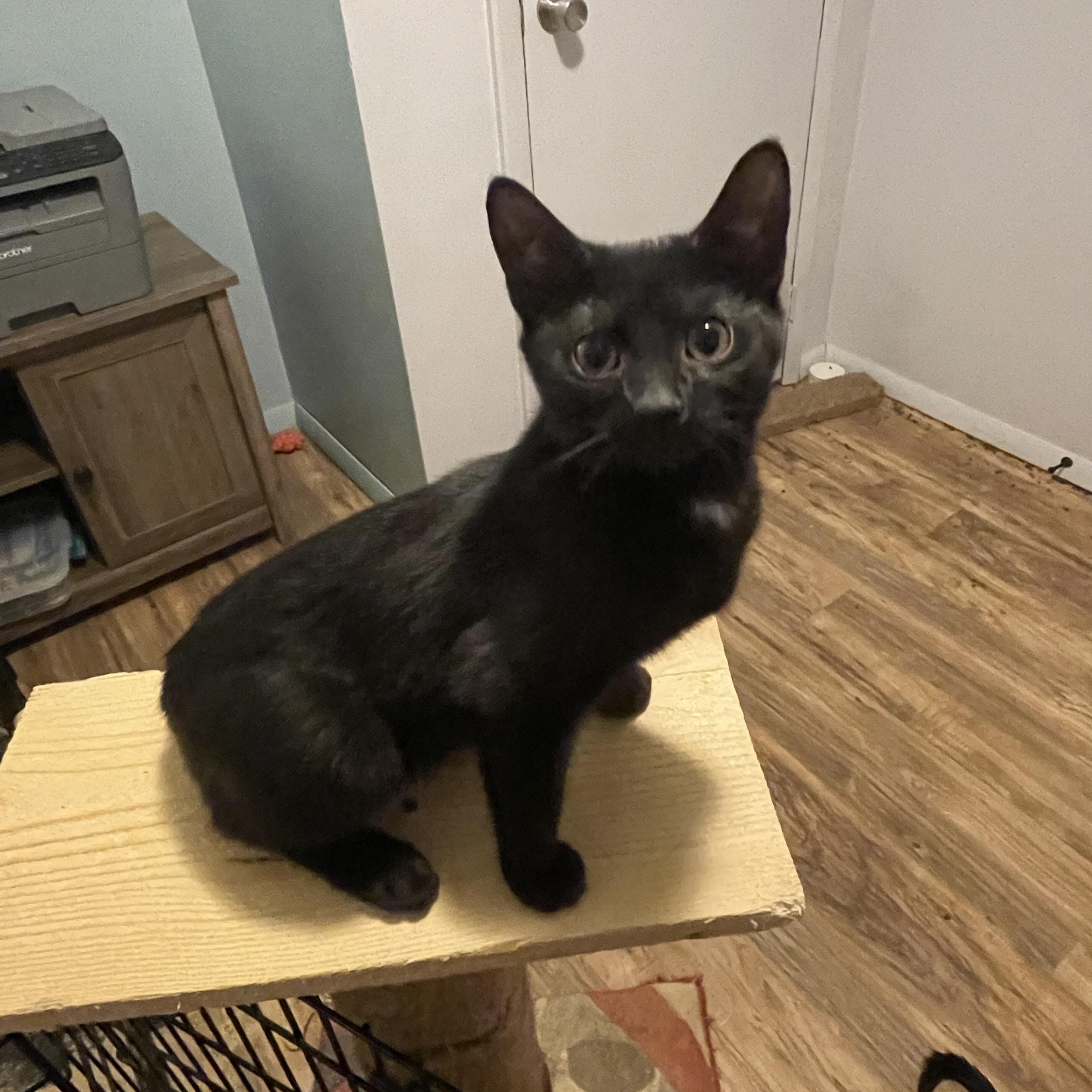 Enlarge Thistle, a Adopted Domestic Short Hair in Douglas, MA image 3/4