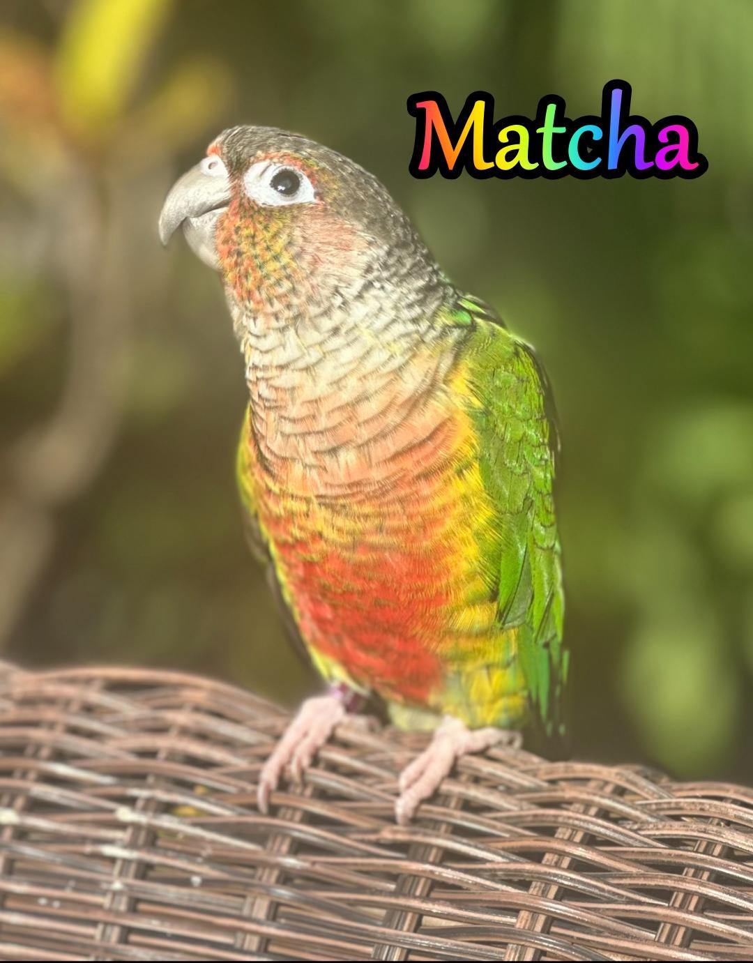 Enlarge Matcha, a Adopted Conure in St. Cloud, FL image 1/1