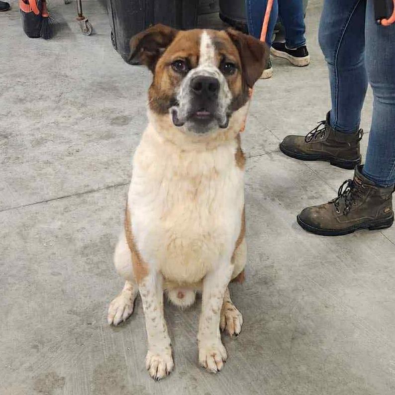 Wrangler, Adoptable, Young Male Mixed Breed.