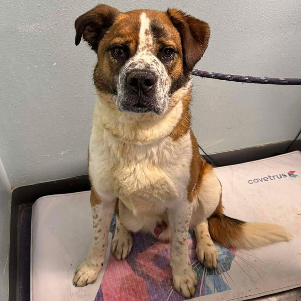 Enlarge Wrangler, a Adoptable Mixed Breed in Edwardsville, IL image 2/6