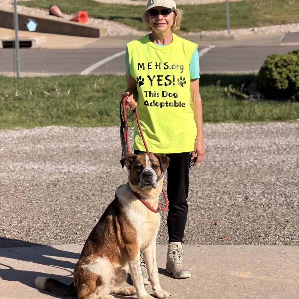 Enlarge Wrangler, a Adoptable Mixed Breed in Edwardsville, IL image 3/6