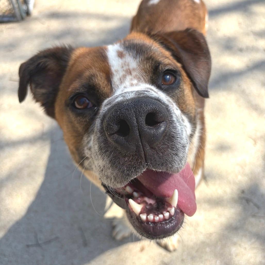 Enlarge Wrangler, a Adoptable Mixed Breed in Edwardsville, IL image 3/6