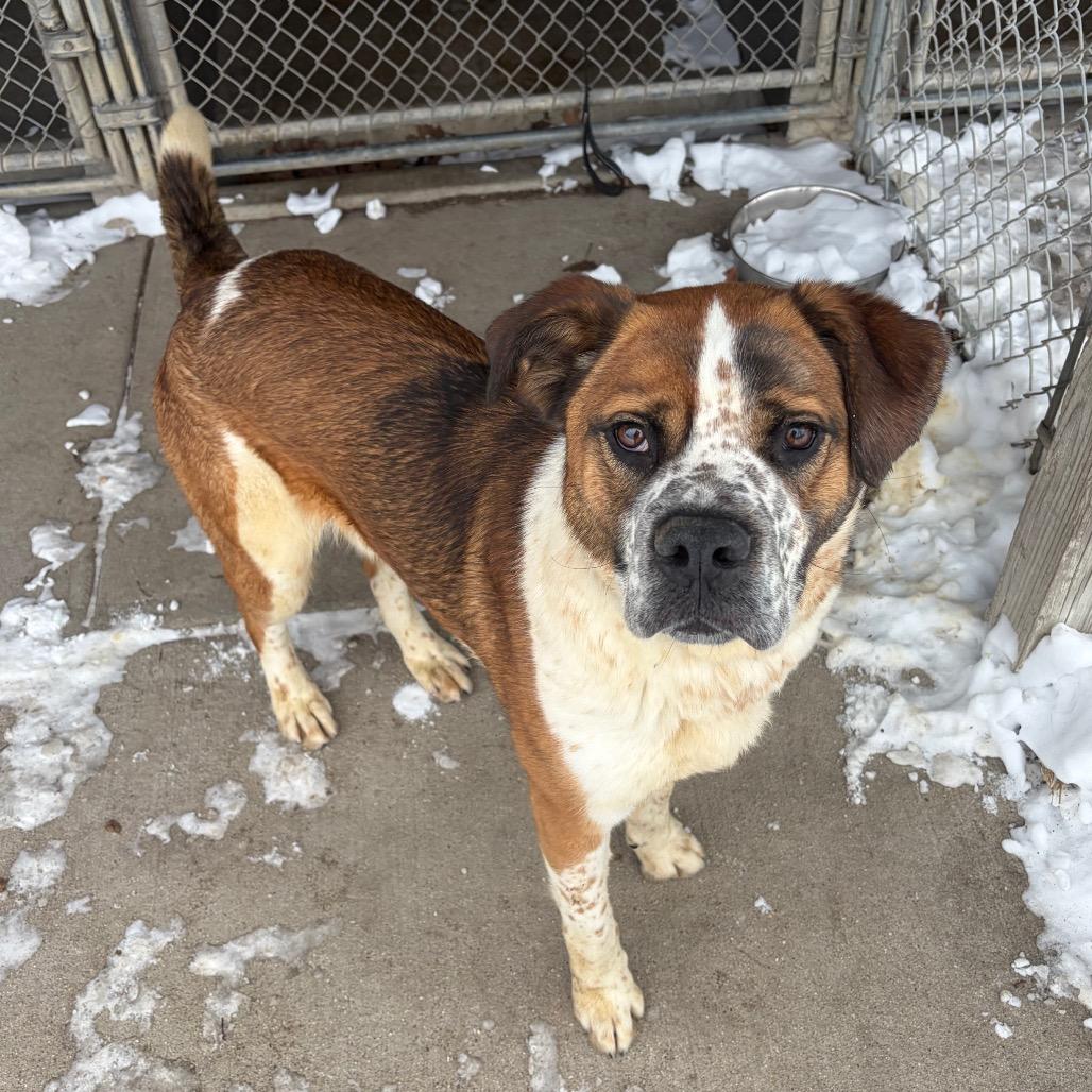 Enlarge Wrangler, a Adoptable Mixed Breed in Edwardsville, IL image 4/6