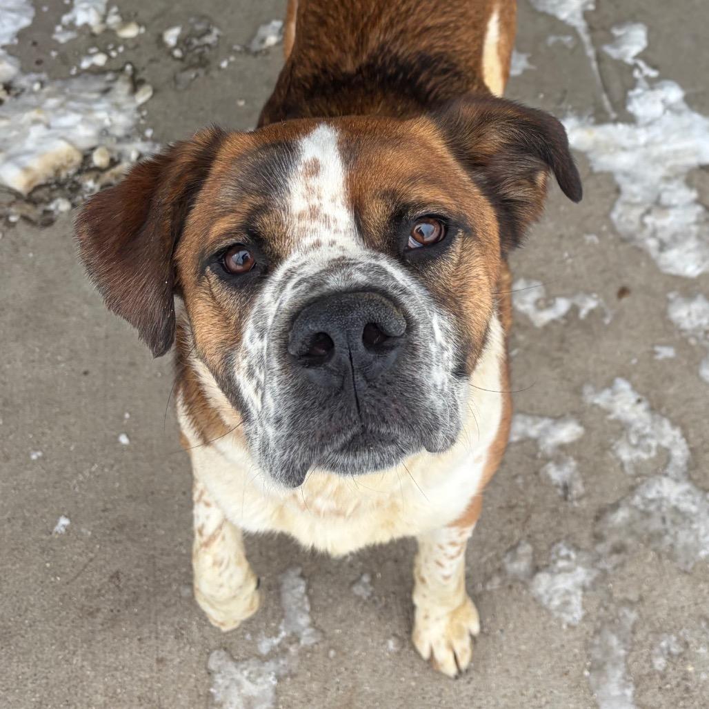 Enlarge Wrangler, a Adoptable Mixed Breed in Edwardsville, IL image 5/6