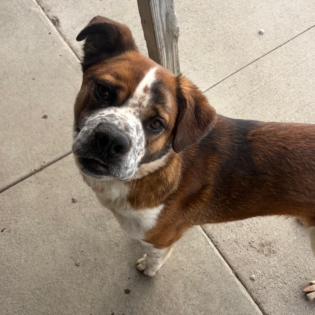 Enlarge Wrangler, a Adoptable Mixed Breed in Edwardsville, IL image 6/6