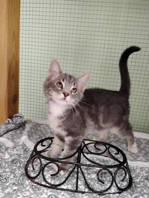 Enlarge Tonka, a Adoptable mixed breed in Crescent City, FL image 2/4