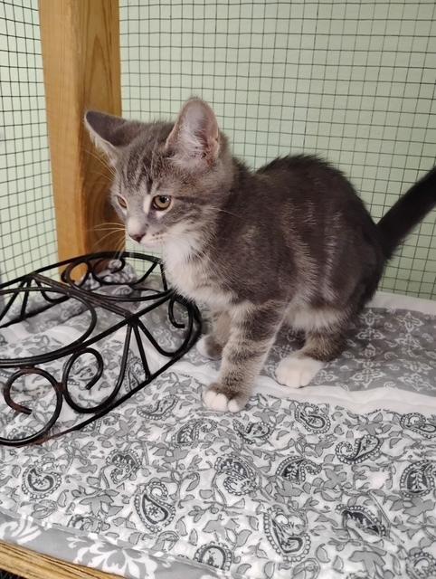 Enlarge Tonka, a Adoptable mixed breed in Crescent City, FL image 3/4