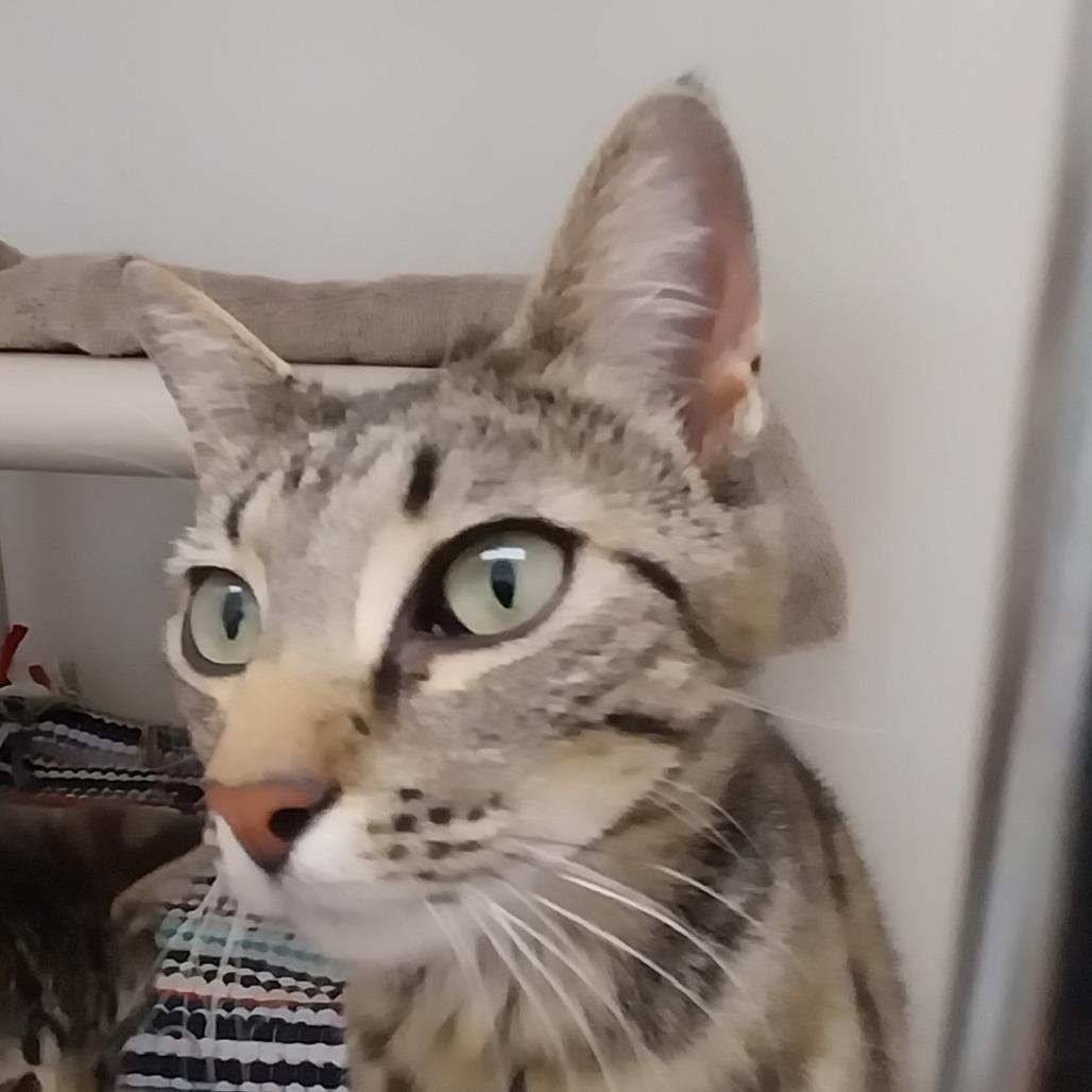 Bella, an adoptable Tabby in Ridgway, CO, 81432 | Photo Image 1