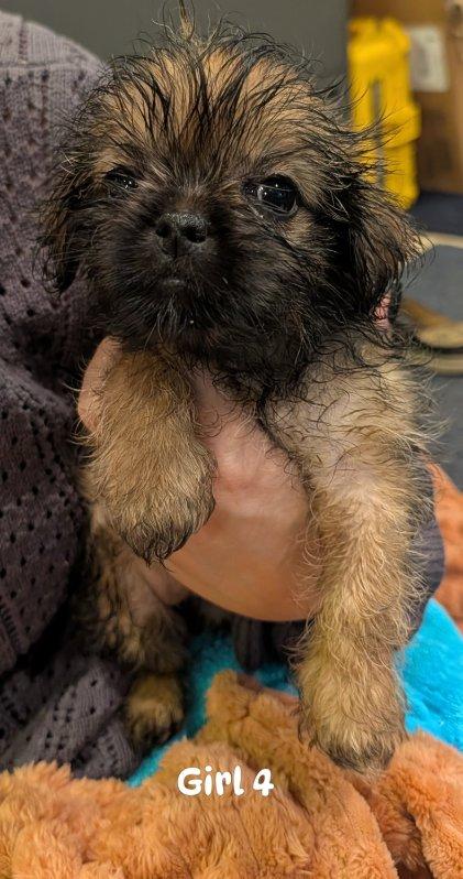 Girl from Scotch's litter, Adoptable, Puppy Female Shih Tzu & Yorkshire Terrier.