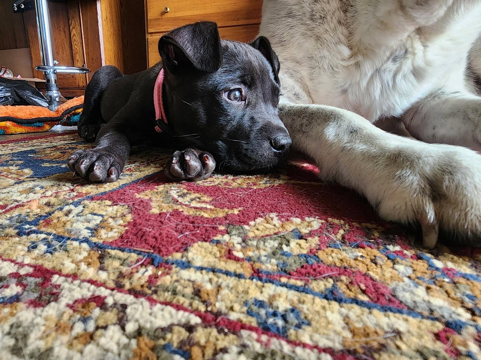 Pippa, a Adoptable Pit Bull Terrier in Belleville, MI image 2/3