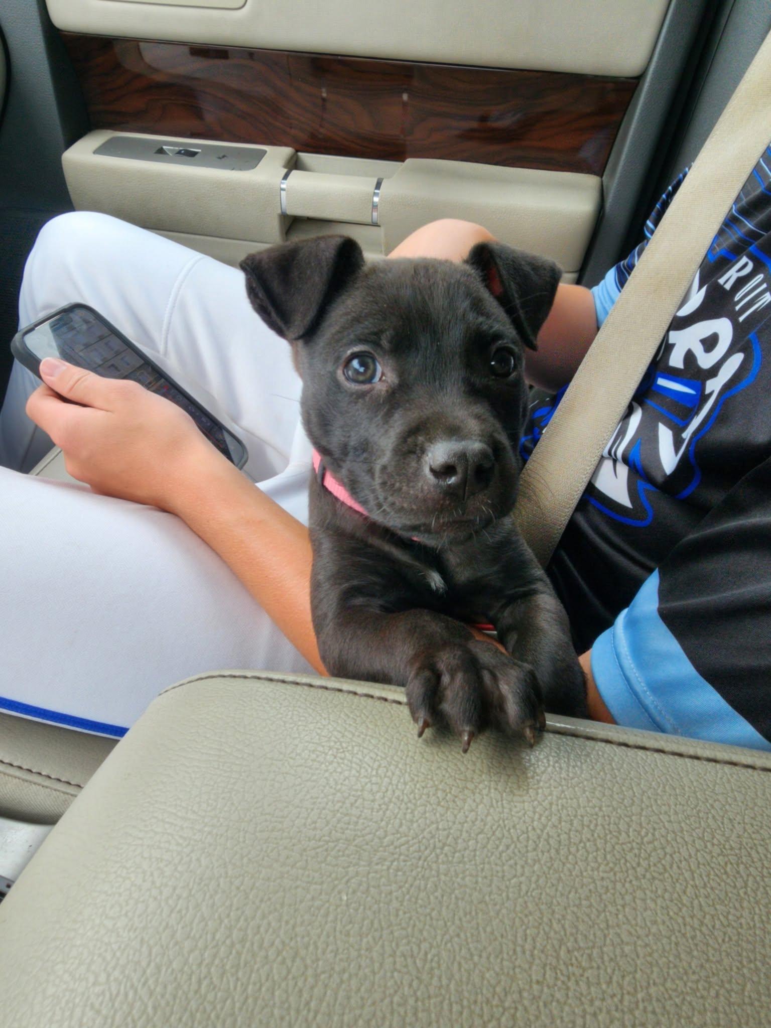 Pippa, a Adoptable Pit Bull Terrier in Belleville, MI image 3/3