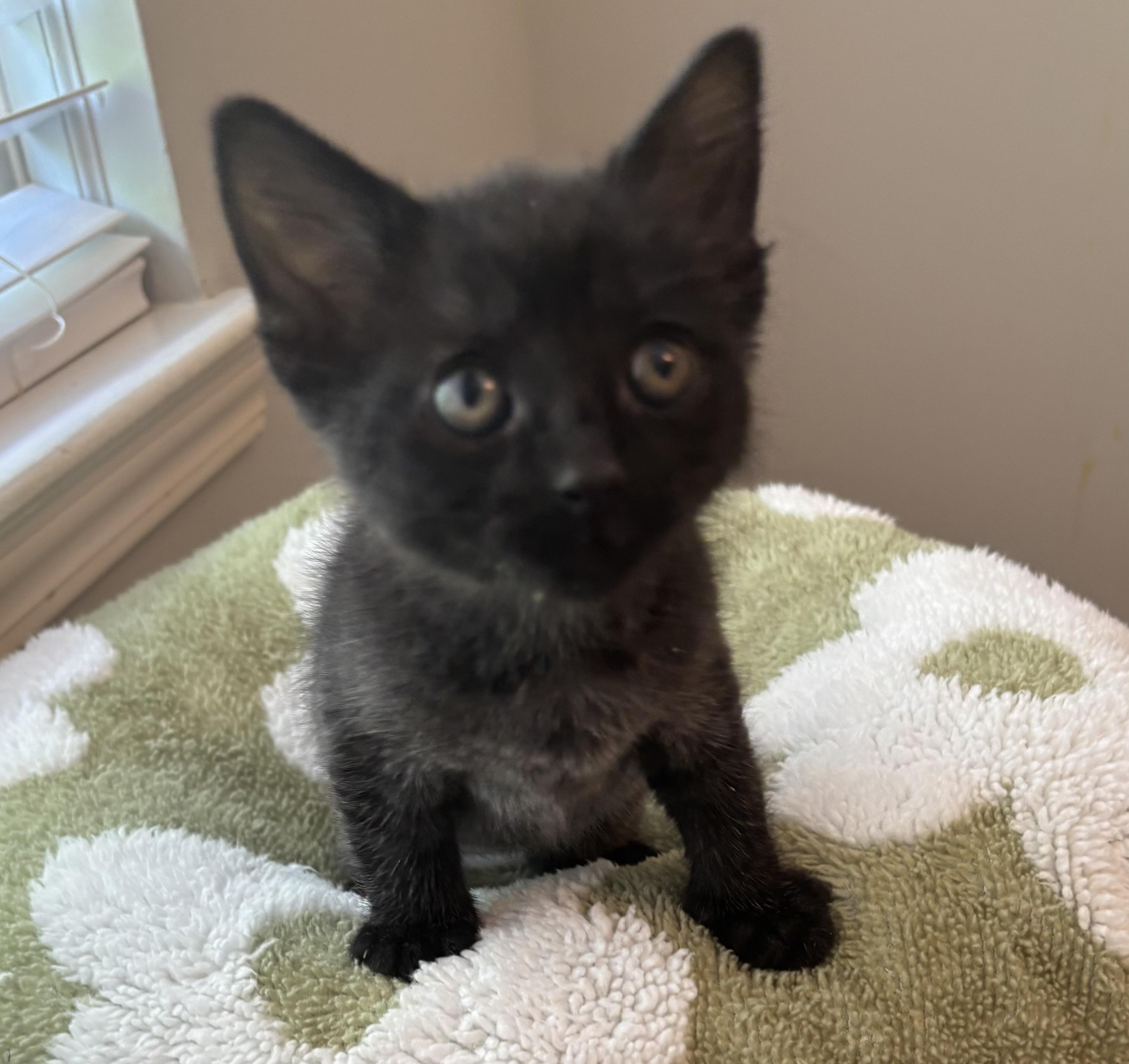 Whitaker, Adoptable, Kitten Male Domestic Short Hair.