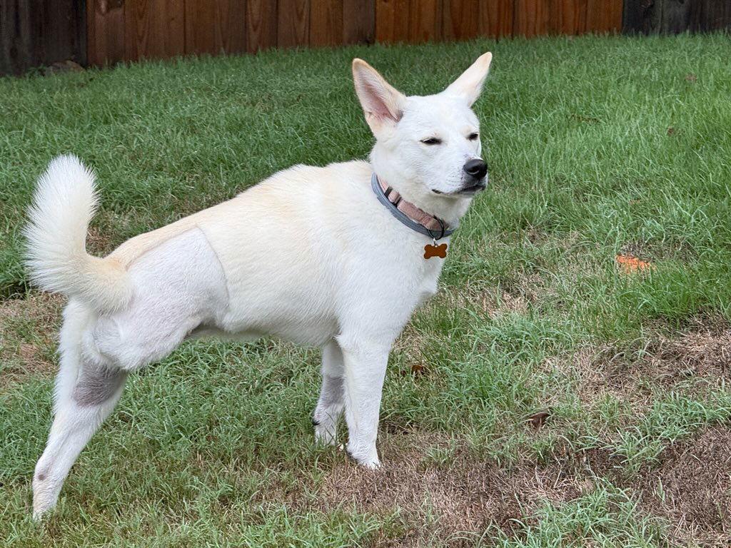 Dee, Adoptable, Young Female White German Shepherd.