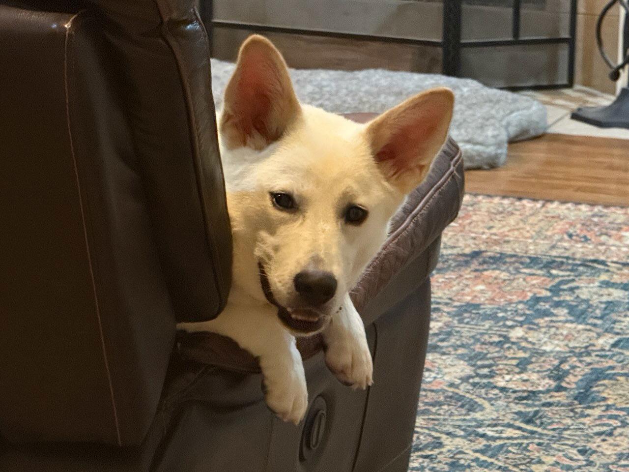 Enlarge Dee, a Adoptable White German Shepherd in Little Rock, AR image 2/3