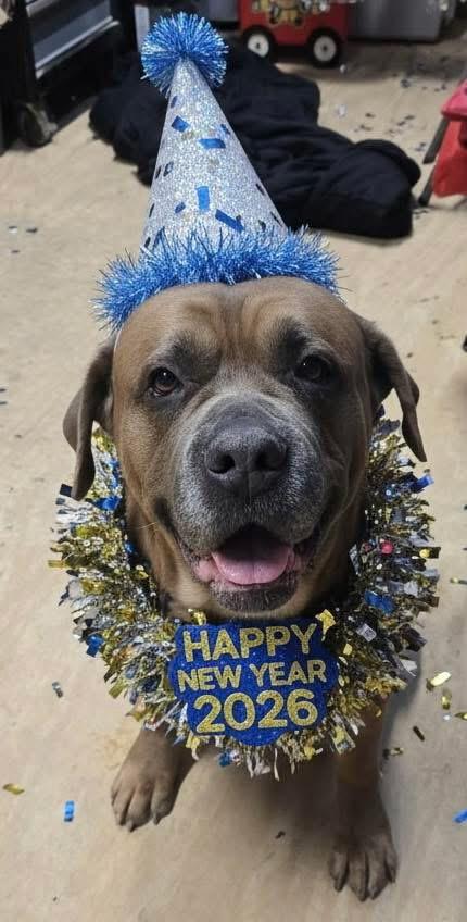 Brutus! Sweetest mushy extra big boy! , ADOPTABLE, Senior Male Mastiff.