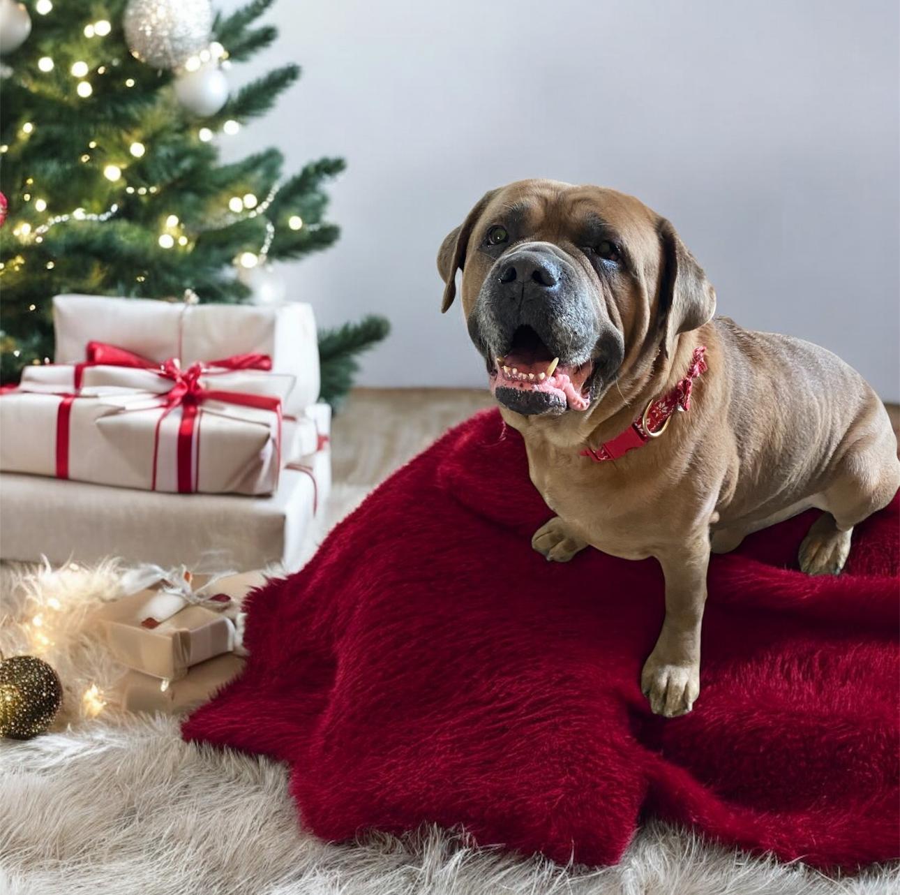 Enlarge Brutus! Sweetest mushy extra big boy! , a ADOPTABLE mixed breed in RUSSIAVILLE, IN image 2/3