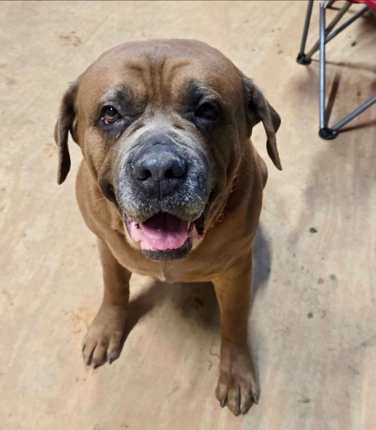 Brutus! Sweetest Mushy Extra thumbnail 3