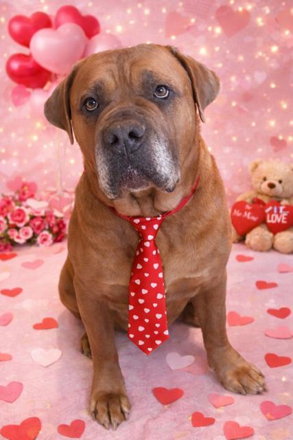 Brutus! Sweetest mushy extra big boy! , ADOPTABLE, Senior Male Mastiff.