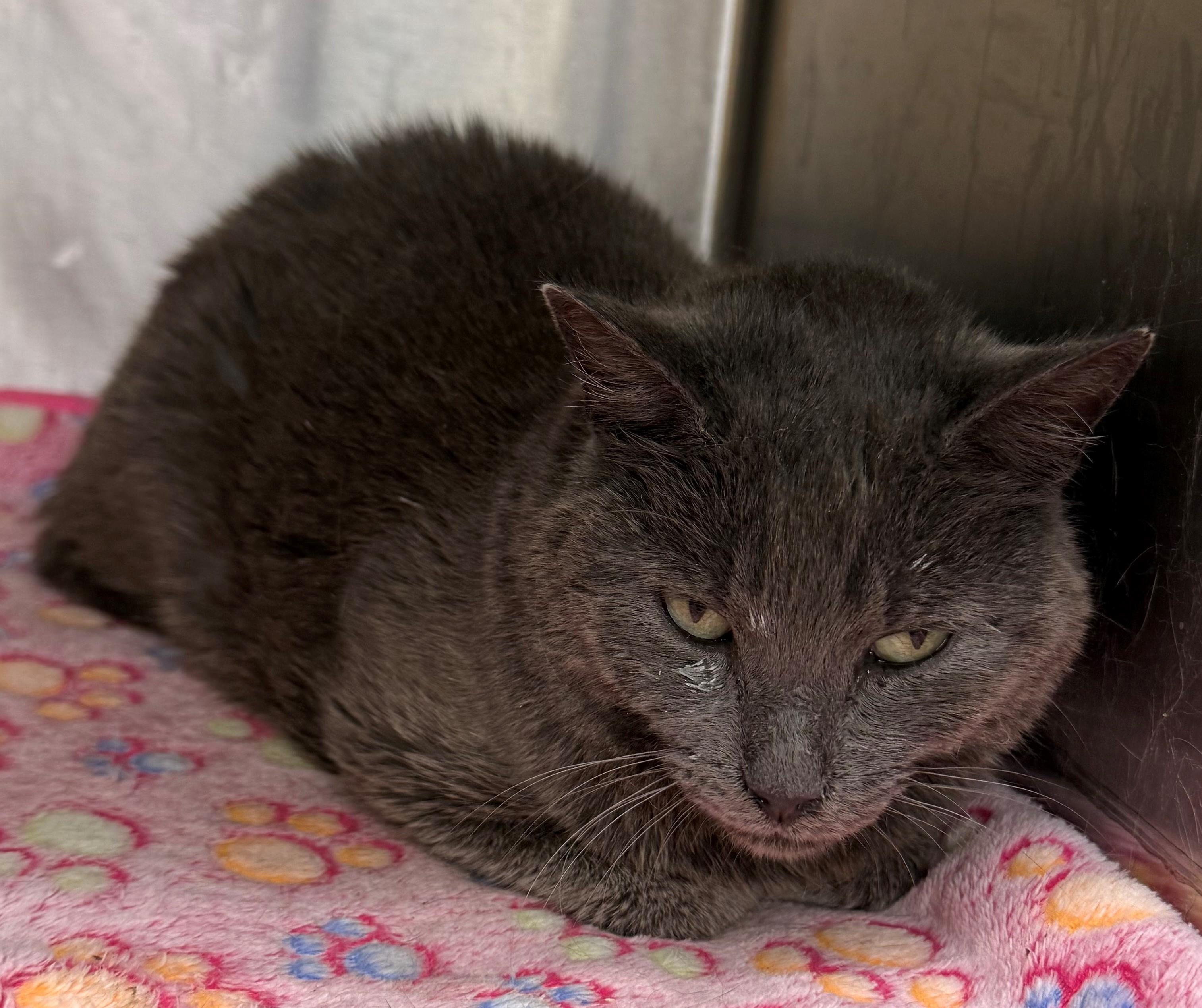 Stevie, ADOPTABLE, Adult Female Domestic Short Hair.