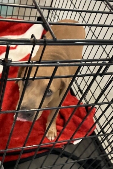 Enlarge Melanie tag 141, a Adopted Mixed Breed in Columbus, GA image 1/2