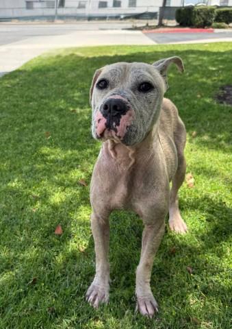 Enlarge LEONA, a Adoptable Pit Bull Terrier in Redlands, CA image 1/1
