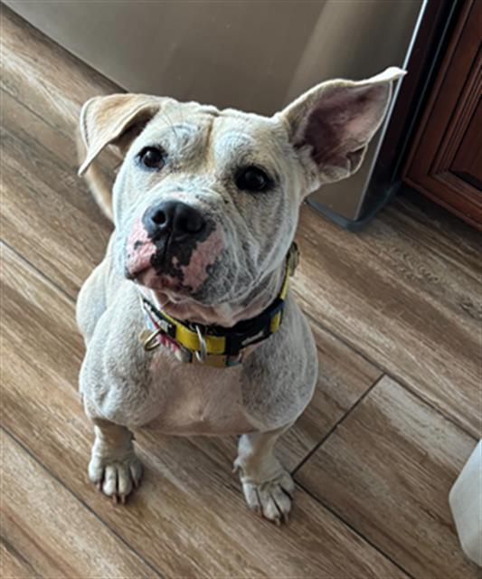 LEONA- IN FOSTER, Adoptable, Young Female Pit Bull Terrier.