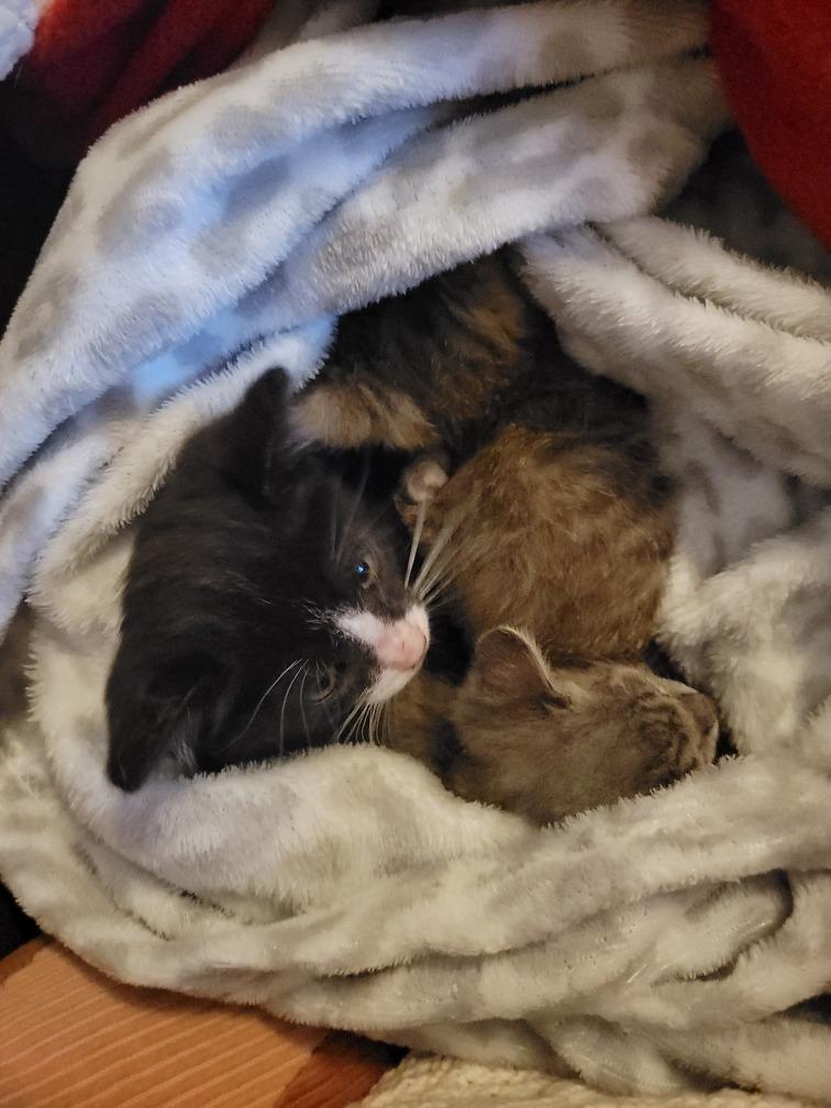 Enlarge Gwen, a Adoptable mixed breed in Tulsa, OK image 1/4