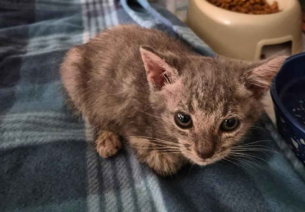Enlarge Gwen, a Adoptable mixed breed in Tulsa, OK image 2/4