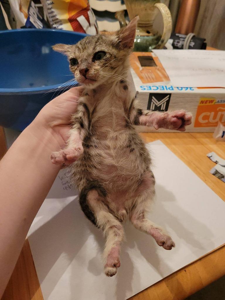 Enlarge Gwen, a Adoptable mixed breed in Tulsa, OK image 3/4