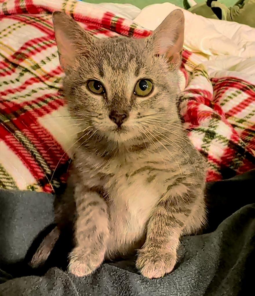 Enlarge Gwen, a Adoptable mixed breed in Tulsa, OK image 4/4