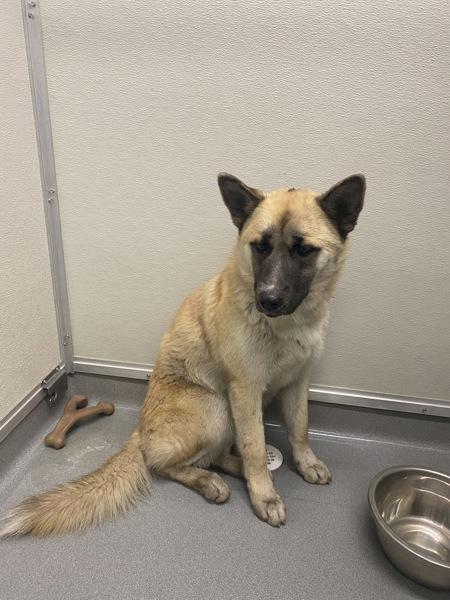 Oso, Adoptable, Young Male Shepherd.