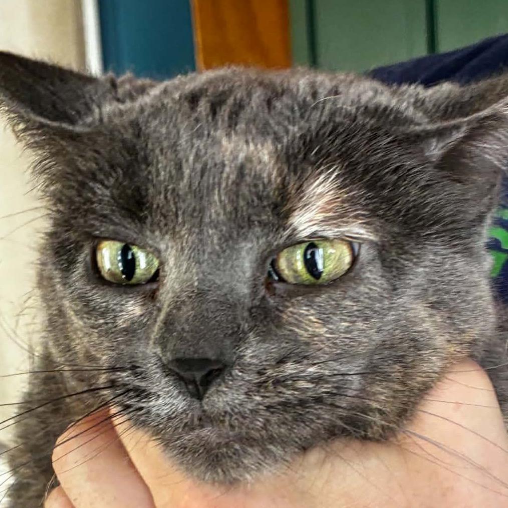 Twix 22217, Adoptable, Senior Female Domestic Short Hair.