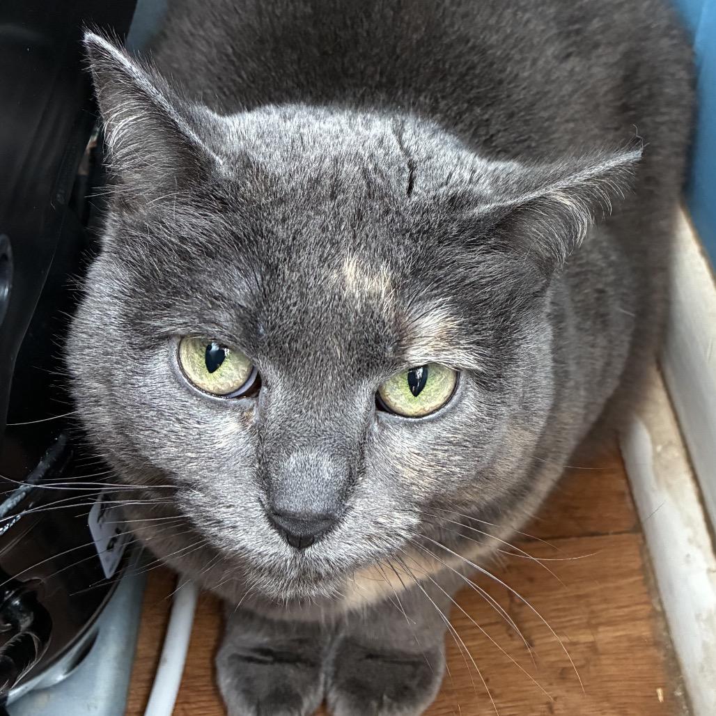 Twix 22217, a Adoptable Domestic Short Hair in Minneapolis, MN image 3/3